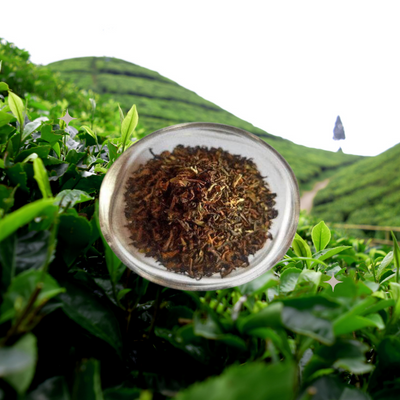 Dhruba Darjeeling Gold Leaf Tea | India Cuisine