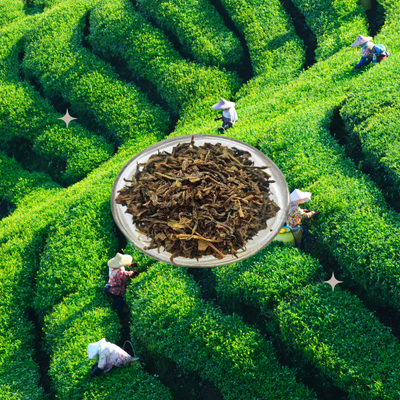 Dhruba Darjeeling Green Tea Spelndor Platinum | India Cuisine